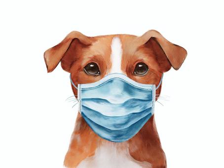 Dog wearing a mask, JPG and PNG Dog wearing a mask, dog, animal, mask, JPG and PNG