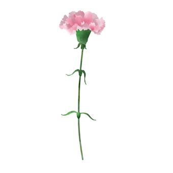 Illustration, carnation, mother's day, pink, 