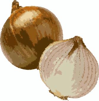 普通の玉ねぎ クレヨン調手描き