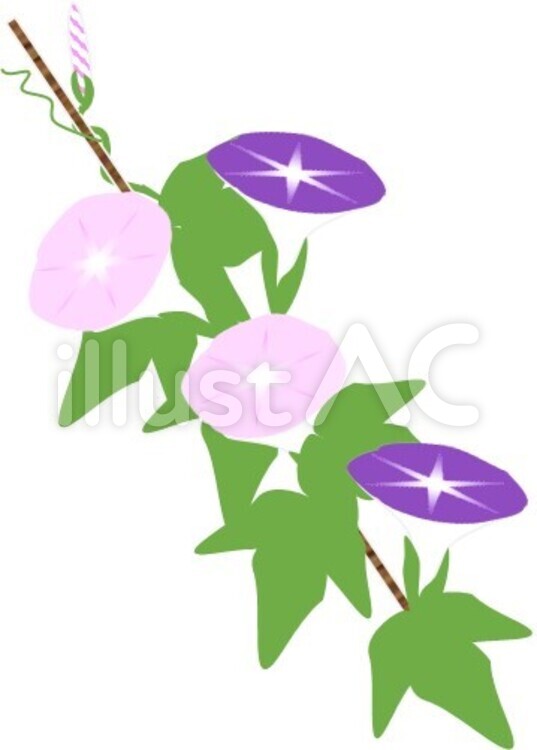 アサガオの花 アサガオ,あさがお,朝顔のイラスト素材