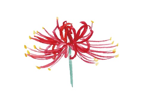 水彩の赤い彼岸花 彼岸花,ヒガンバナ,曼殊沙華,リコリス,花,水彩,素材,アイコン,手描き,アナログのイラスト素材