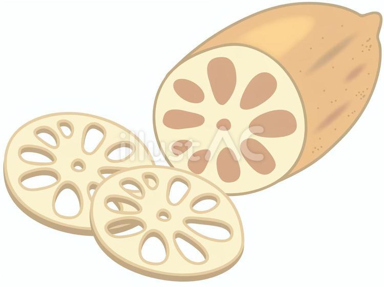 蓮根　断面図とスライスしたもの レンコン,カット,断面のイラスト素材