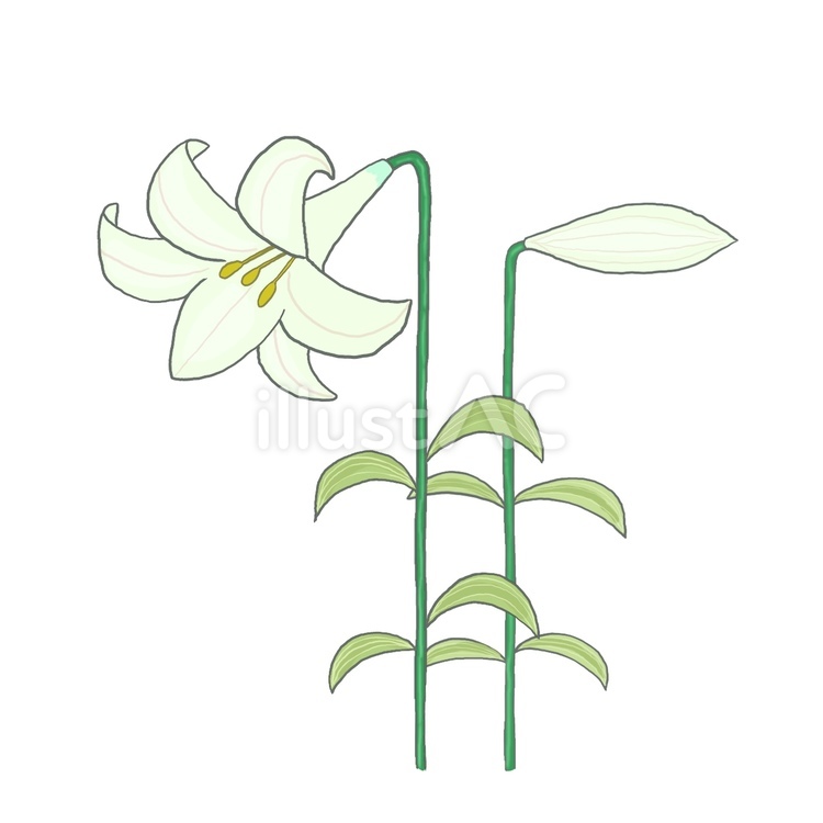 百合の花 ユリ,白百合,花のイラスト素材
