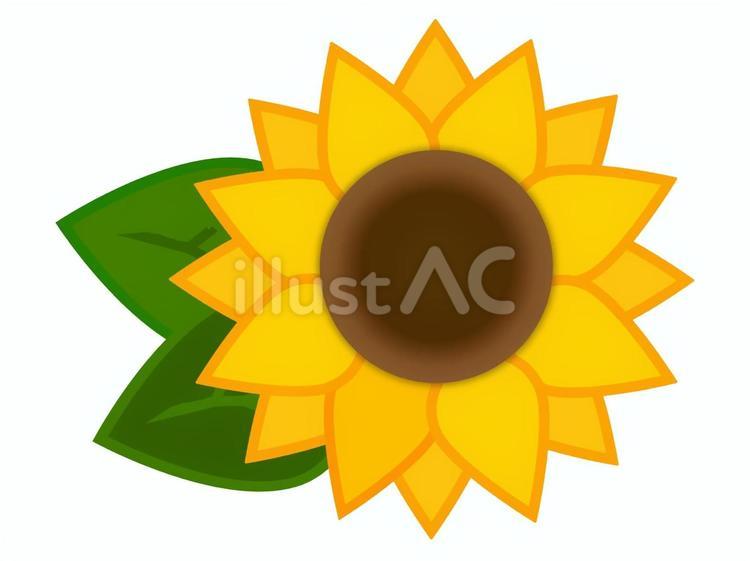 あっさりしたひまわり　花と葉っぱ ひまわり,向日葵,アイコンのイラスト素材