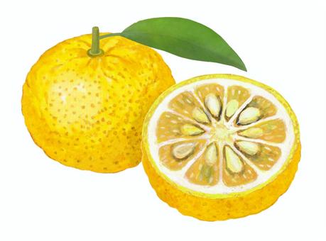 柚子 - 3 柚子,ゆず,半分,断面,種,葉っぱ,果物,香り,食べ物,食材のイラスト素材