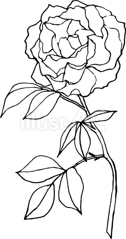 薔薇 えんぴつの線画