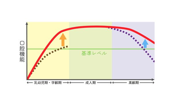 加齢による口腔機能の変化 歯科,口腔機能,変化,基準レベル,乳幼児期,学童期,成人期,高齢期,維持,向上のイラスト素材