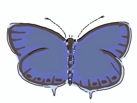 Short-tailed blue, JPG, PNG and AI Short-tailed blue, swallowfish squid, lycaenidae, insects, JPG, PNG and AI