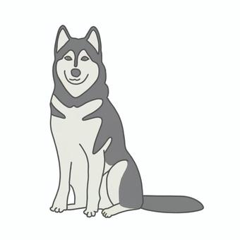 犬　シベリアンハスキー 犬,シベリアンハスキー,生き物,動物,ペット,大型犬のイラスト素材