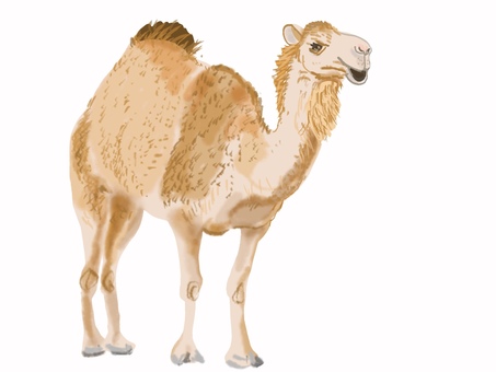 ラクダ ラクダ,ヒトコブラクダ,動物,リアル,手描きのイラスト素材