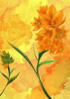 Ornithogalum [orange], , JPG