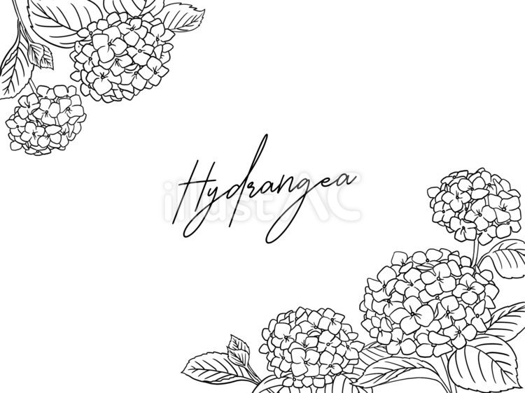 大人な手書きの紫陽花角フレーム ボタニカル,葉,花のイラスト素材