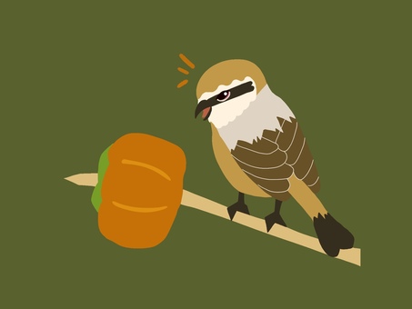 百舌鳥と柿 モズ,百舌鳥,柿,鳥,鳥類,動物,果物,秋,季節,10月のイラスト素材