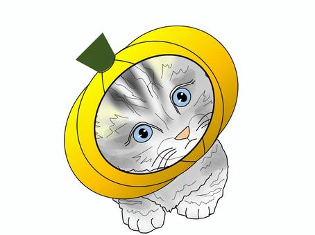 Illustration, JPG Illustration, cat, healing, tiny, JPG