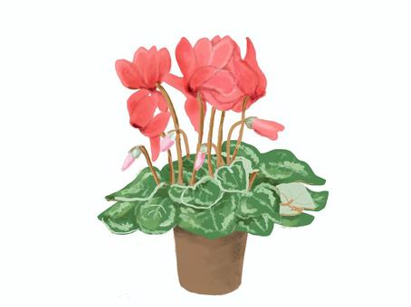 シクラメン　赤 シクラメン,花,鉢植え,リアル,手書きのイラスト素材