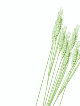 青々した緑の麦穂　影なし　mugi019 麦穂,青々,リアル,緑,ナチュラル,お洒落,自然,植物,大人っぽい,枠のイラスト素材