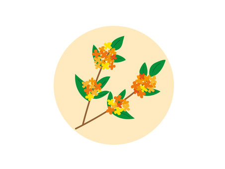 キンモクセイ キンモクセイ キンモクセイ,秋,丹桂,金木犀,9月,10月のイラスト素材