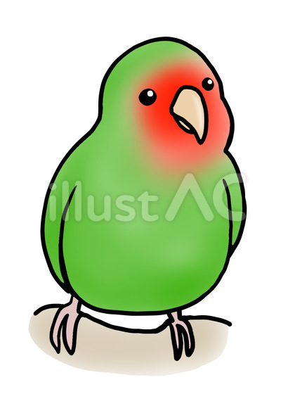 コザクラインコ ノーマル