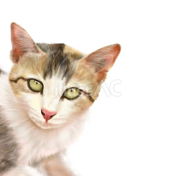 のぞき猫 猫,リアル,ペットのイラスト素材