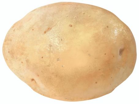 Illustration, potato, new potato, spring, 