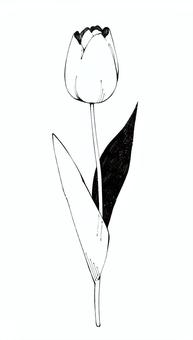 チューリップ チューリップ,花,自然,植物,線画,モノクロ,白黒,手描き,手書きのイラスト素材