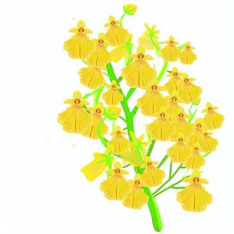 オンシジウム黄色 オンシジウム,黄色,花,茎,一本のイラスト素材