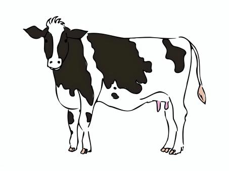 Illustration, cattle, holstein, livestock, 