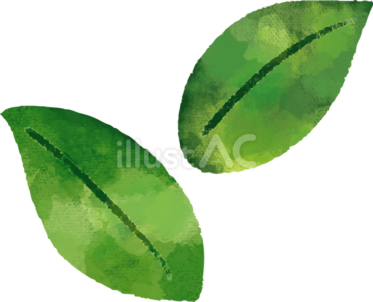 水彩風の葉っぱイラスト(その２) 葉っぱ,双葉,植物のイラスト素材
