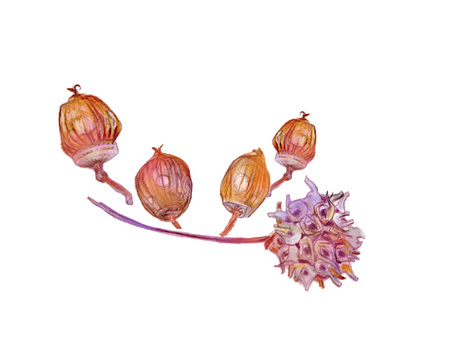 ドングリとフウの実 秋,木の葉,ドングリ,木の実,落ち葉,風情,和風,紅葉,植物,リアルのイラスト素材