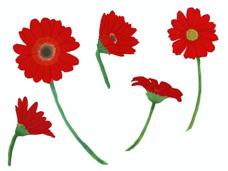 ガーベラ　赤 ガーベラ,赤,茎,緑,花,植物,花言葉,自然,手描き,イラストのイラスト素材