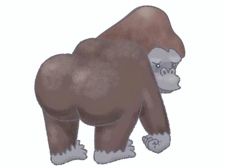 ゴリラおしり ゴリラ,おしり,どうぶつ,動物園,サファリ,野生,アフリカ,強い,かわいい,コングのイラスト素材