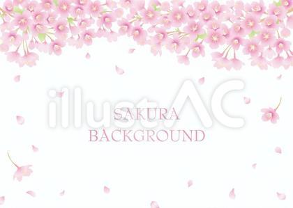 桜背景01