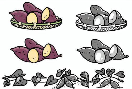 竹ざるに入ったサツマイモ サツマイモ,秋の味覚,野菜,ザル,輪切,根菜のイラスト素材