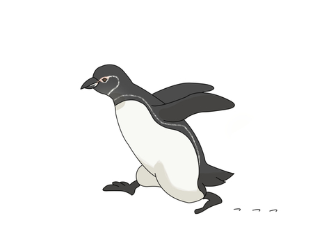 Illustration, pinguin des galapagos, penguin, oiseau, 