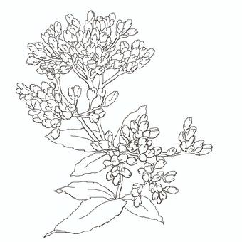 藤袴 藤袴,秋の七草,花,線画,ぬり絵,シンプル,綺麗,手描き,手書き,リアルのイラスト素材