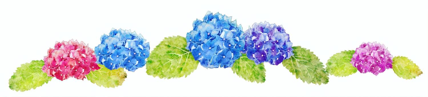 Illustration, watercolor, hydrangea, line, 