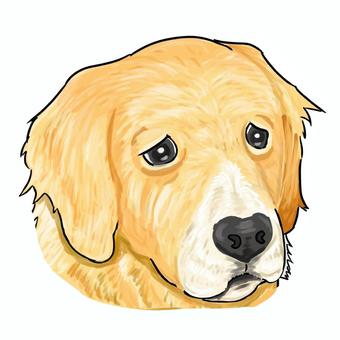 しょんぼりしているゴールデンレトリバー ゴールデン・レトリバー,犬,ペット,悲しい,動物のイラスト素材