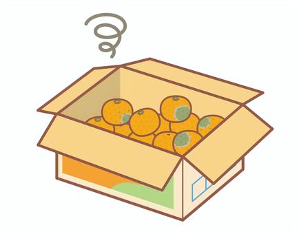 腐ったみかんが入ったみかん箱 みかん,ダンボール,保存,腐る,カビ,傷む,果物,たくさん,箱,箱入りのイラスト素材
