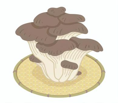 ヒラタケ