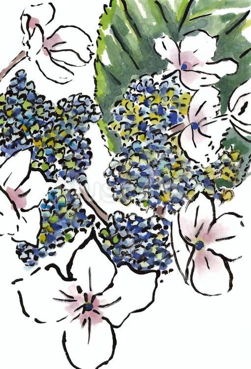 アジサイ_5 アジサイ,紫陽花,花のイラスト素材