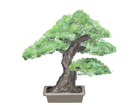 松の盆栽 松,盆栽,鉢植えのイラスト素材