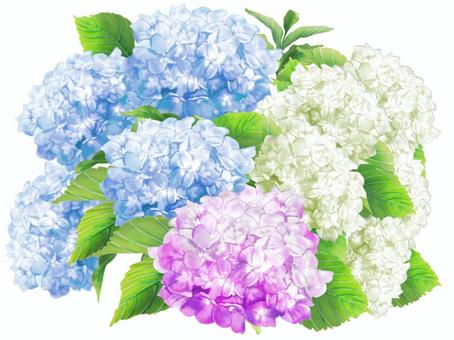 hydrangea, JPG and PNG hydrangea, hydrangea, flower, blue, JPG and PNG