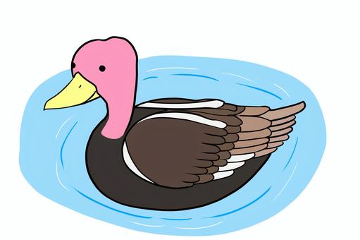 バライモガモ バライモガモ,鳥,水鳥,カモ,バード,野鳥,水辺,湖,川,自然のイラスト素材