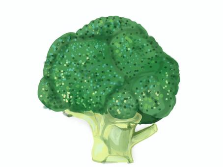 ブロッコリー ブロッコリー,野菜,緑黄色野菜,手描き,リアルのイラスト素材
