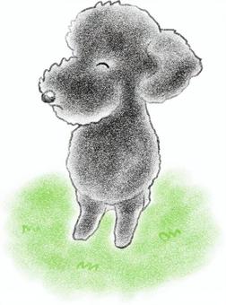 玩具貴賓犬, 动物, 狗, 小型犬, JPG 和 AI