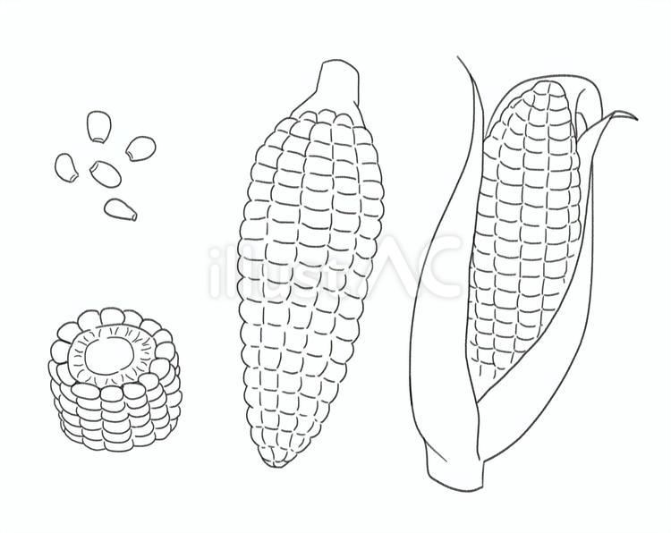 とうもろこしの線画 とうもろこし,食べ物,食材のイラスト素材