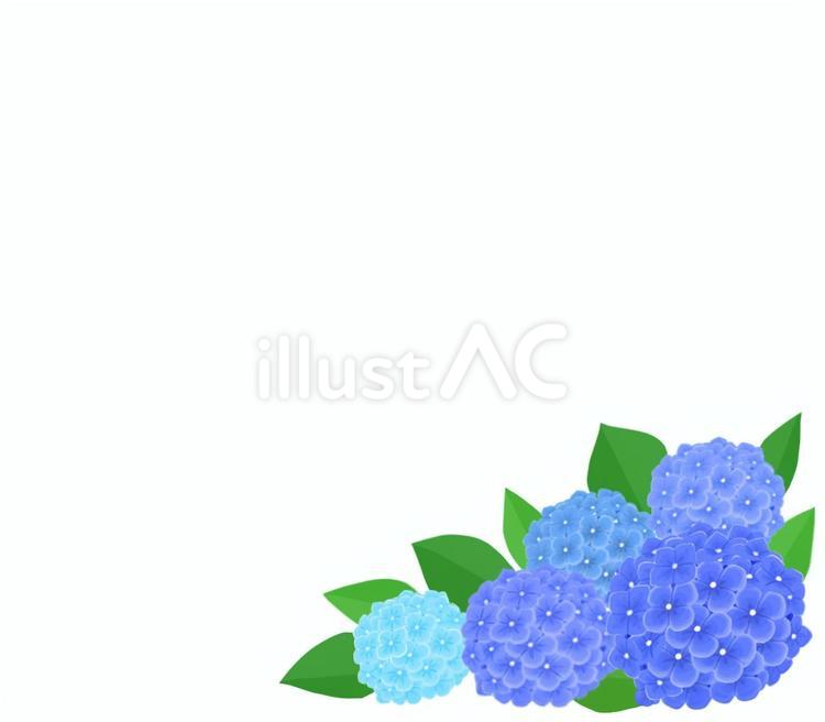 青いアジサイの花 紫陽花,青,梅雨のイラスト素材
