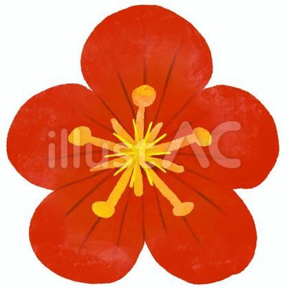 梅の花 赤