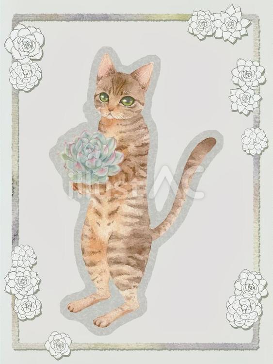 猫と多肉植物 猫,多肉植物,キジトラのイラスト素材