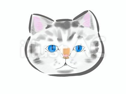 無表情な顔の猫
